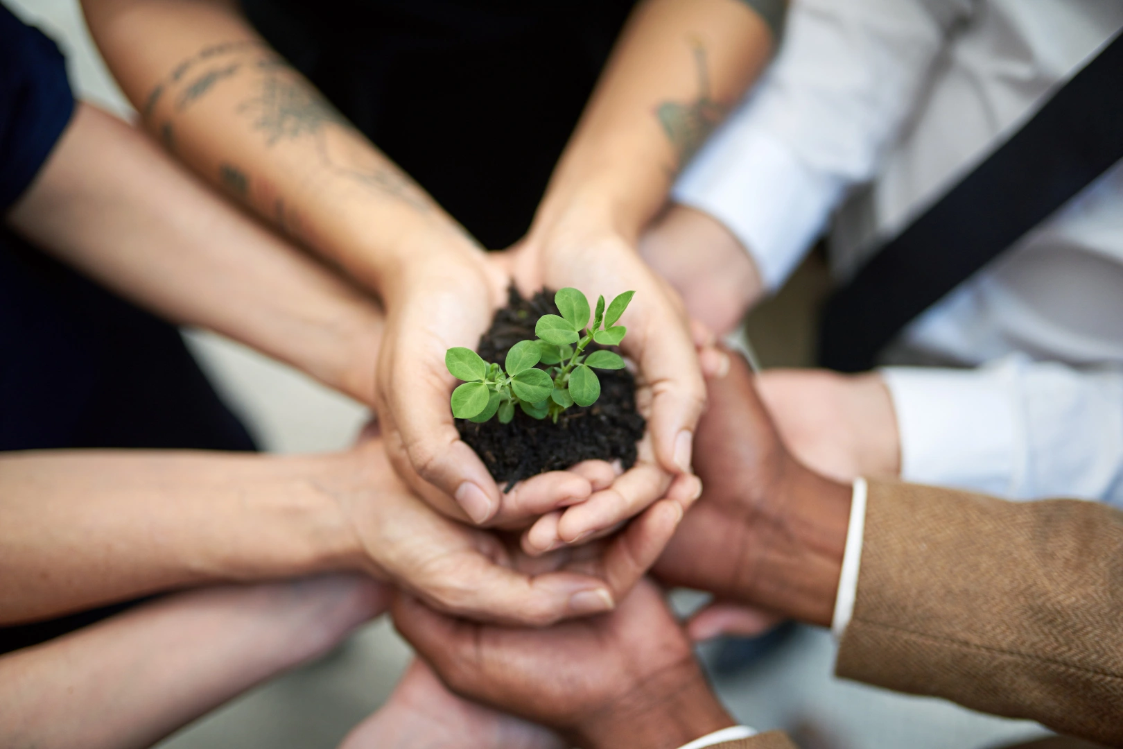 Des mains de différentes personnes tiennent ensemble une petite plante verte dans de la terre noire.