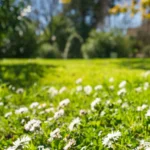 Des fleurs blanches éparpillées sur une pelouse verte, avec des arbres flous en arrière-plan sous un ciel bleu.