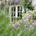 Fenêtre blanche encadrée de verdure avec des fleurs violettes floues au premier plan.
